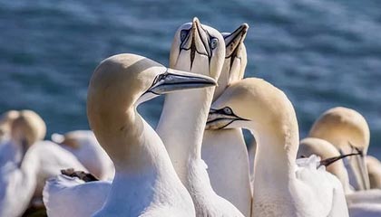 开云体育下载官网-狼队春季赛纪录片-《野心家》：如今，冠军，真的只差最后一步