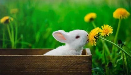 开云体育下载官网-狼队春季赛纪录片-《野心家》：如今，冠军，真的只差最后一步